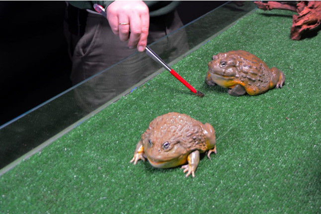 Discovery Reptiles: Visita Interactiva para ver Reptiles y Artrópodos y Entrada a Terra Natura (Benidorm, Alicante)