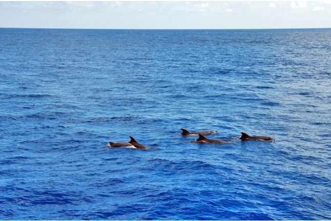 Dolphin Watch: Salida en Barco con Avistamiento de Delfines (Palma, Mallorca)
