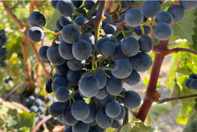Visita a Bodega Dominio Lubiano con Cata de 3 Vinos y Aperitivo (Pesquera de Duero, Valladolid)