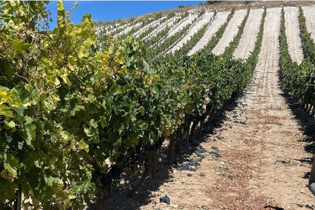 Visita a Bodega Dominio Lubiano con Cata de 3 Vinos y Aperitivo (Pesquera de Duero, Valladolid)