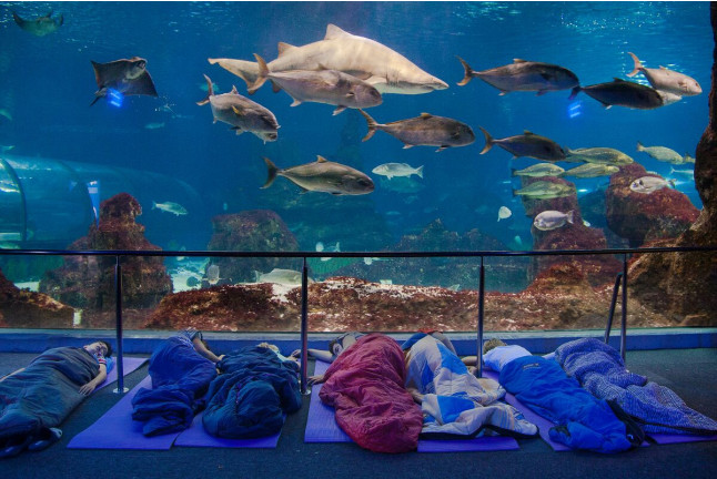 Dormir con Tiburones en L'Aquàrium de Barcelona (Barcelona)