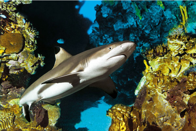 Dormir con Tiburones en L'Aquàrium de Barcelona (Barcelona)