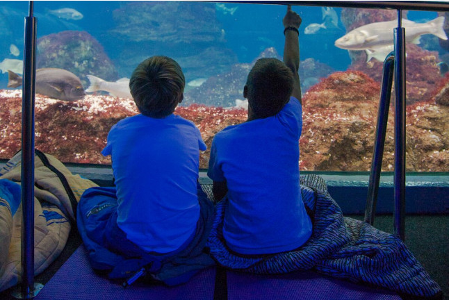 Dormir con Tiburones en L'Aquàrium de Barcelona (Barcelona)