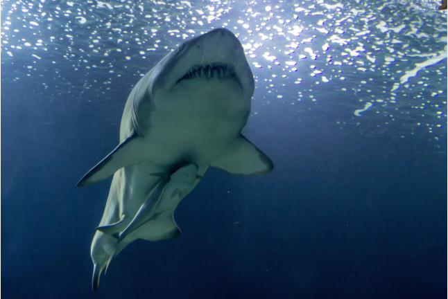 Dormir con Tiburones en el Oceanogràfic (Valencia)