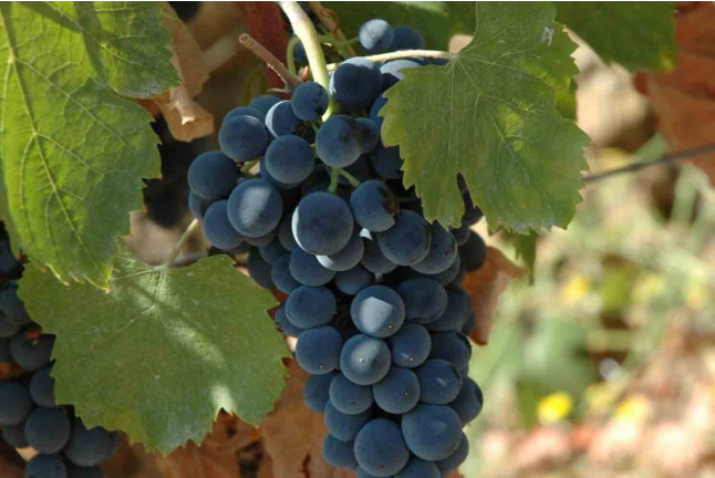 In Malleolus Veritas: Visita a Bodega, Aperitivo y Cata Premium de Vino en Bodegas Emilio Moro (Pesquera de Duero, Valladolid)