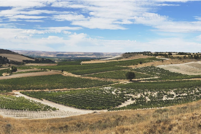 Saborea Nuestra Ribera: Visita a Bodega, Tapas Gourmet y Cata de Vino en Bodegas Emilio Moro (Valladolid)