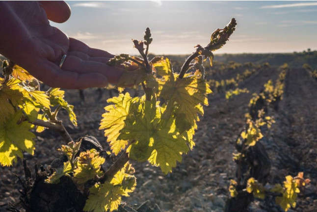 Saborea Nuestra Ribera: Visita a Bodega, Tapas Gourmet y Cata de Vino en Bodegas Emilio Moro (Valladolid)