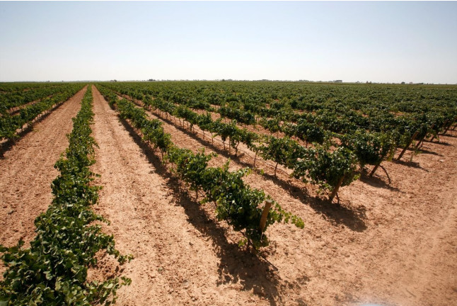 Visita a Bodegas Castiblanque con Cata de Vino y Comida (Campo de Criptana, Ciudad Real)