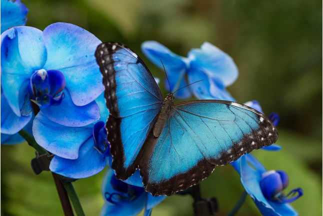 Entrada a Mariposario de Benalmádena (Málaga)