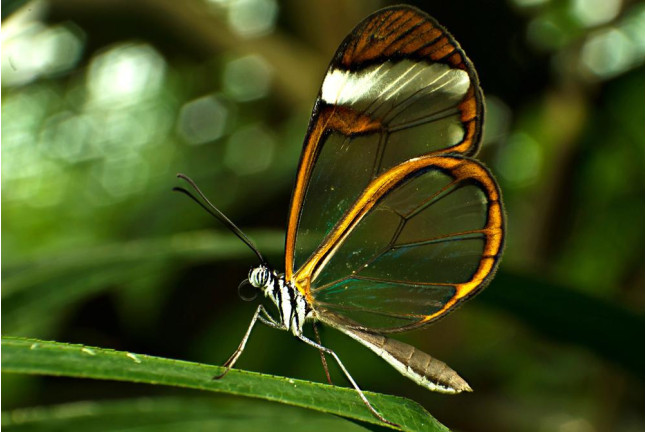 Entrada a Mariposario de Benalmádena (Málaga)