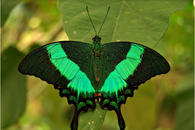 Entrada a Mariposario de Benalmádena (Málaga)