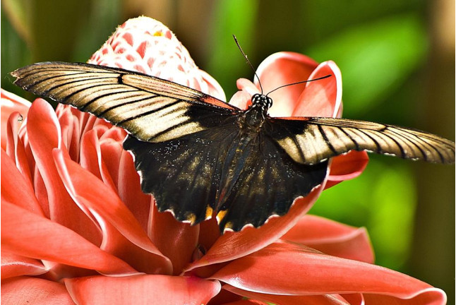 Entrada a Mariposario de Benalmádena (Málaga)