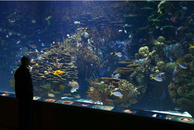 Entrada al Oceanogràfic (Valencia)