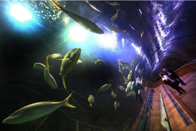 Entrada al Oceanogràfic (Valencia)