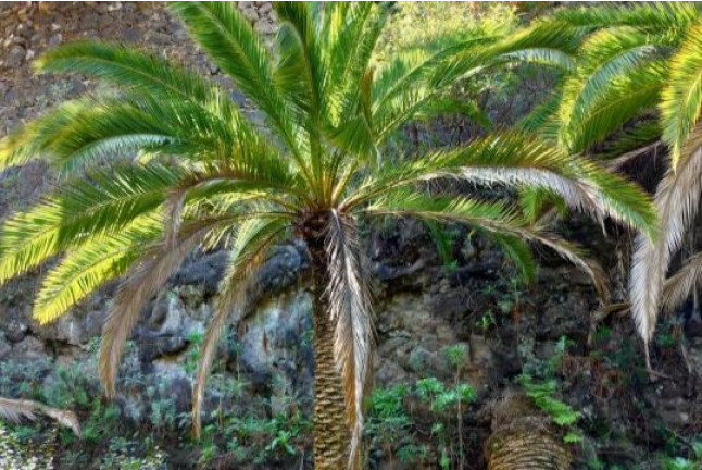 Entrada al Parque del Drago (Icod de los Vinos, Santa Cruz de Tenerife)