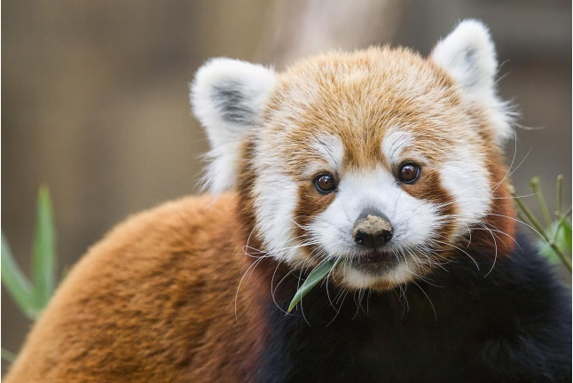 OFERTA EXCLUSIVA: Entrada al Zoo de Barcelona (Barcelona)