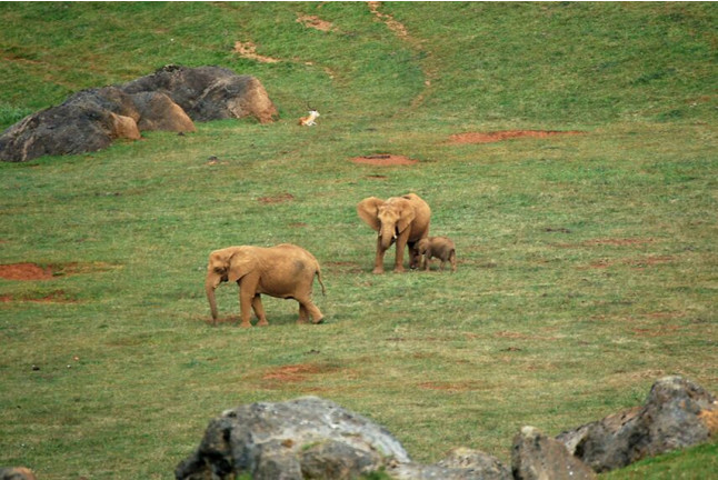 Entradas al Parque de la Naturaleza de Cabárceno y Telecabina (Obregón, Cantabria)