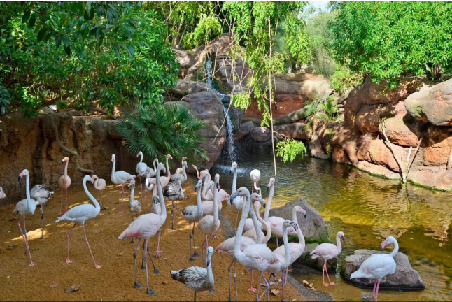 OFERTA: Entradas al Bioparc Fuengirola (Málaga)