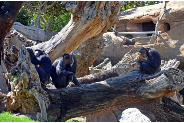 OFERTA: Entradas al Bioparc Fuengirola (Málaga)