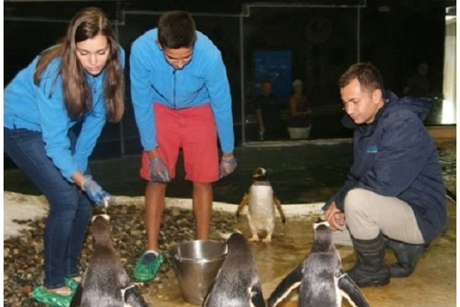 Visita VIP: Encuentro con Pingüinos en Selwo Marina (Málaga)
