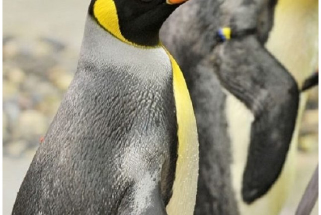 Visita VIP: Encuentro con Pingüinos en Selwo Marina (Málaga)