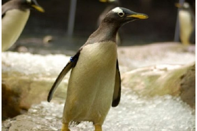 Visita VIP: Encuentro con Pingüinos en Selwo Marina (Málaga)