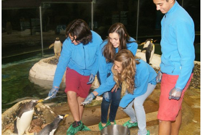 Visita VIP: Encuentro con Pingüinos en Selwo Marina (Málaga)