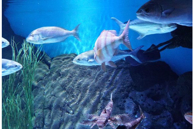 Entrada al Acuario de Sevilla (Sevilla)