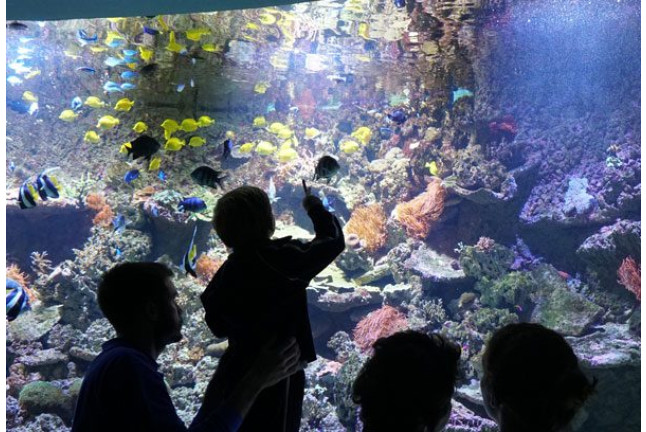 Entrada al Acuario de Sevilla (Sevilla)