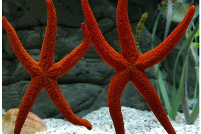 Entrada al Acuario de Sevilla (Sevilla)