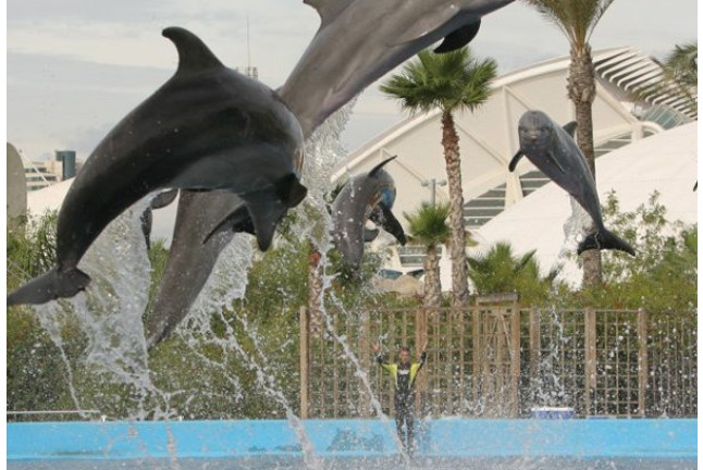 Entrada al Oceanogràfic y Comida en el Restaurante Submarino (Valencia)
