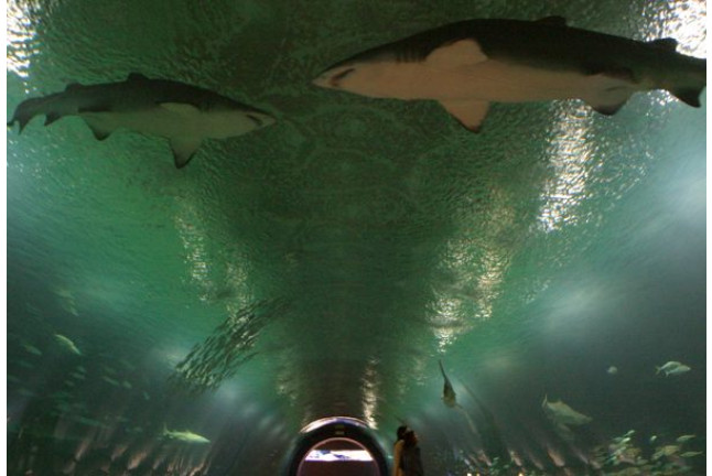 Entrada al Oceanogràfic y Comida en el Restaurante Submarino (Valencia)