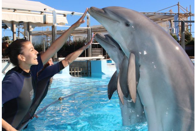 Entrada All Inclusive VIP: Entrada a Selwo Marina, Encuentro con Delfines, Comida y Bebida (Málaga)