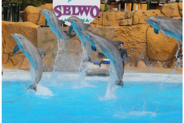 Entrada All Inclusive VIP: Entrada a Selwo Marina, Encuentro con Delfines, Comida y Bebida (Málaga)