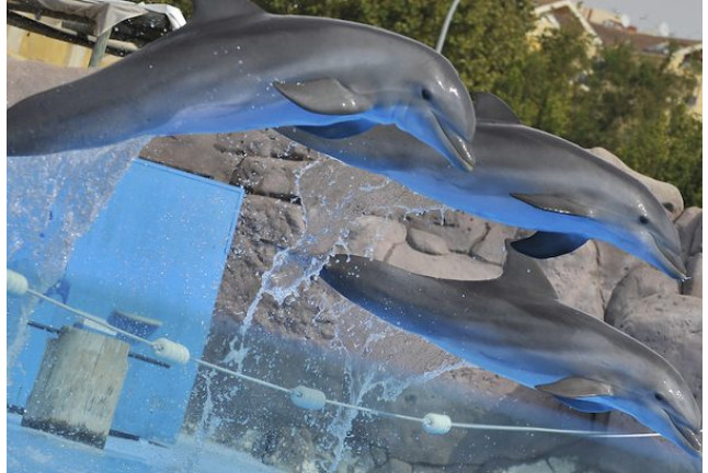 Entrada All Inclusive VIP: Entrada a Selwo Marina, Encuentro con Delfines, Comida y Bebida (Málaga)