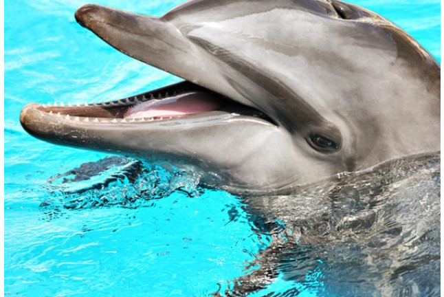 Entrada All Inclusive VIP: Entrada a Selwo Marina, Encuentro con Delfines, Comida y Bebida (Málaga)