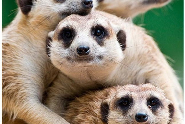 OFERTA: Entrada a Terra Natura (Murcia)