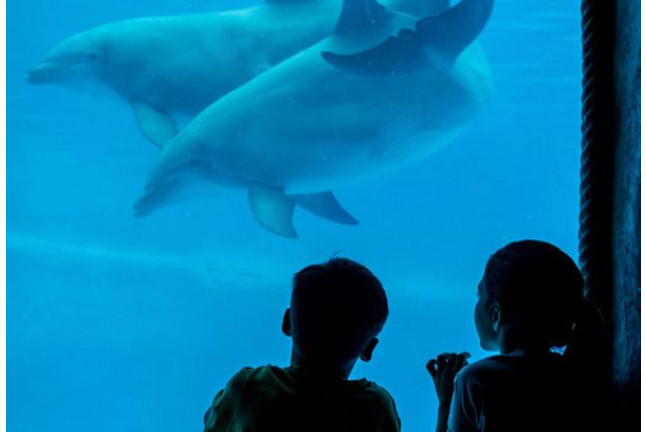 OFERTA: Entradas a Terra Mítica, Aqualandia y Mundomar (Benidorm, Alicante)