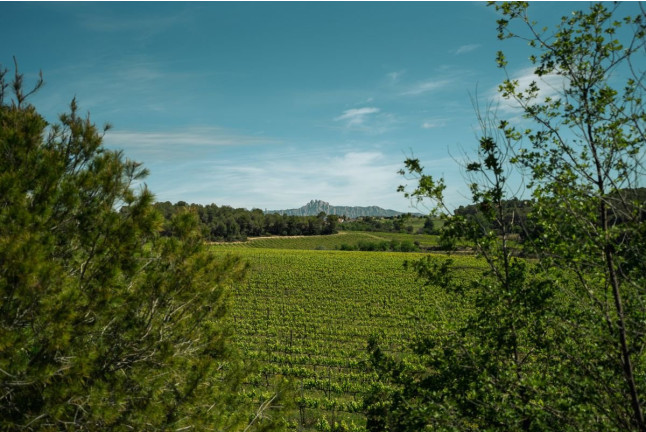 Escapada con Spa en Dolce by Wyndham Barcelona Resort 4* Sup y Visita a Celler Clot de les Soleres con Cata para dos (Barcelona)