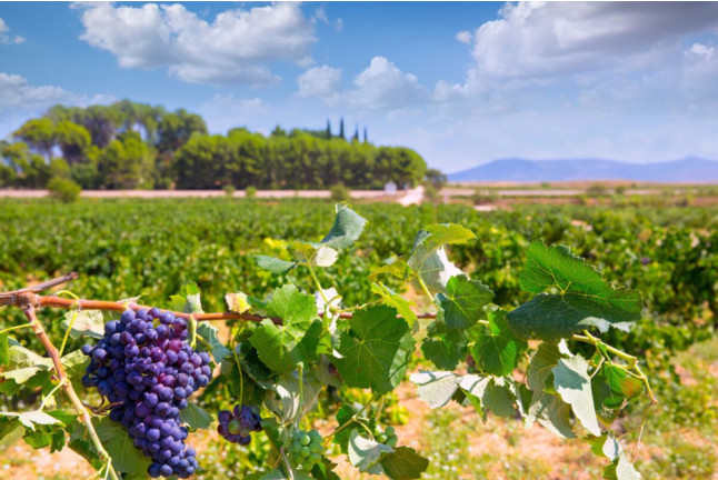Escapada con Visita a Bodega y Cata de Vinos y Bautismo de Vuelo en Avioneta (Valencia)