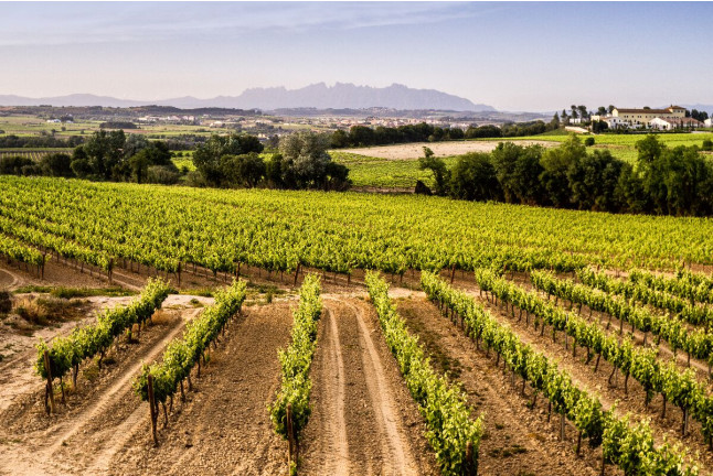 Escapada con Visita a Bodega Los Aljibes y Paseo en Coche de Caballos (Albacete)