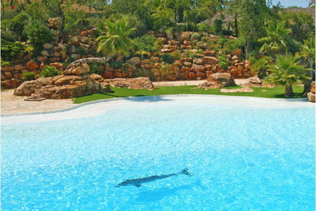 Dolphin Emotions Premium: Nadar con Delfines y Entrada a Zoomarine (Portugal)