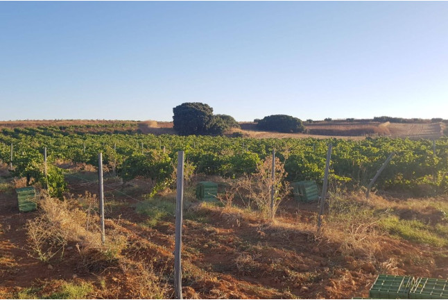 Escapada en Casa Rural & Spa La Graja con Visita a Bodegas Jesús Díaz e Hijos y Cata de Vinos para dos (Madrid)