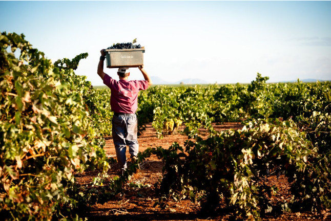 Escapada en Hotel Bodega El Moral 4* con Visita guiada a Bodega las Encomiendas y Degustación de Vinos (Ribera del Fresno, Badajoz)