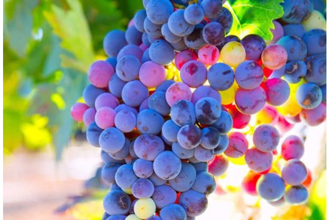 Escapada con Visita a Bodega y Cata de Vinos en Bodega Vera de Estenas (Utiel, Valencia)