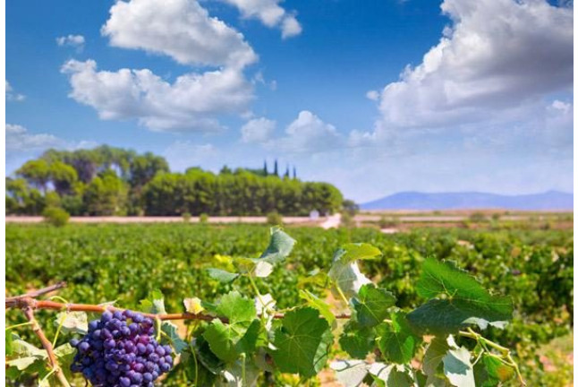 Escapada con Visita a Bodega y Cata de Vinos en Bodega Vera de Estenas (Utiel, Valencia)