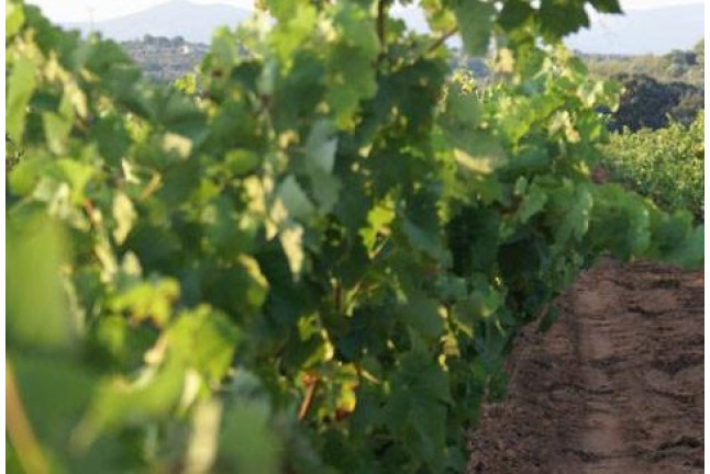 Escapada Relax con Spa en Balneario de Villavieja 3* y Visita a Bodega con Degustación (Castellón)