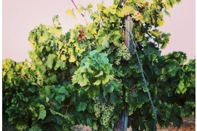 Escapada Romántica con Cena en Hotel La Era de Aracena 3* y Visita a Bodega con Cata de Vinos (Huelva)