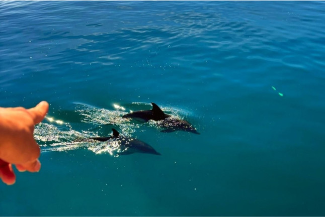 Excursión en Barco en Busca de Delfines por la Bahía de Estepona con Bebida y Picoteo (Málaga)