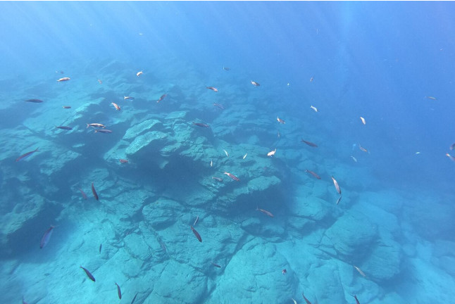 Excursión en Barco con Snorkel, Fotos y Vídeos para Visitar Lenguas de Lava Sumergidas (La Caleta de Adeje, Tenerife)